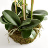 Phalaenopsis Orchid Bowl Drop-In 20", White