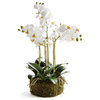 Phalaenopsis Orchid Bowl Drop-In 20", White