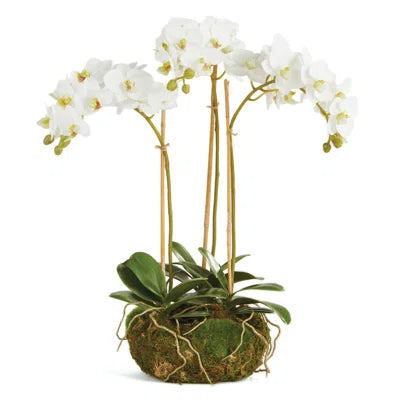 Tall drop in orchid