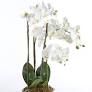 CC 30" PHALAENOPSIS Drop-in