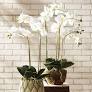 CC 30" PHALAENOPSIS Drop-in
