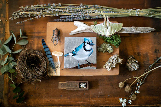 Blue Jay Painting
